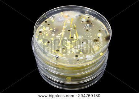 Colonies Of Different Bacteria And Mold Fungi Grown On Petri Dish With Nutrient Agar, Close-up View.
