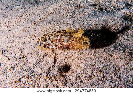Crab In The Red Sea Colorful And Beautiful, Eilat Israel