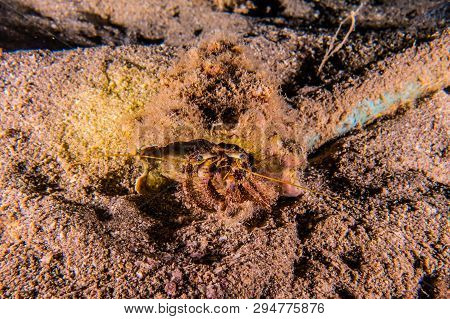 Hermit Crab In The Red Sea Colorful And Beautiful, Eilat Israel
