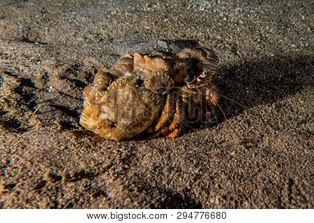 Hermit Crab In The Red Sea Colorful And Beautiful, Eilat Israel