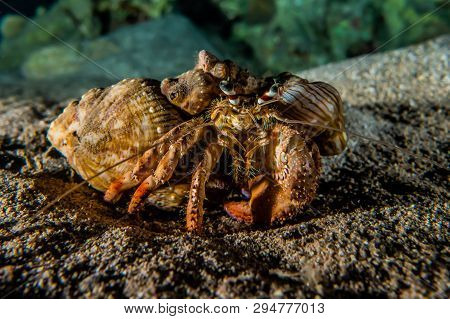 Hermit Crab In The Red Sea Colorful And Beautiful, Eilat Israel