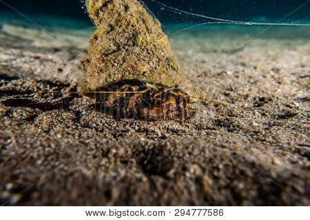 Hermit Crab In The Red Sea Colorful And Beautiful, Eilat Israel
