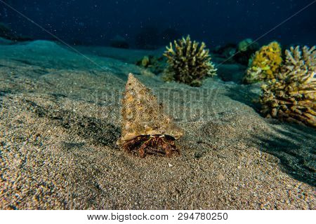 Bristled Hermit Crab In The Red Sea Colorful And Beautiful, Eilat Israel