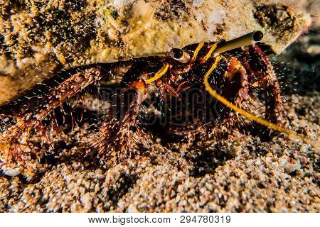 Bristled Hermit Crab In The Red Sea Colorful And Beautiful, Eilat Israel