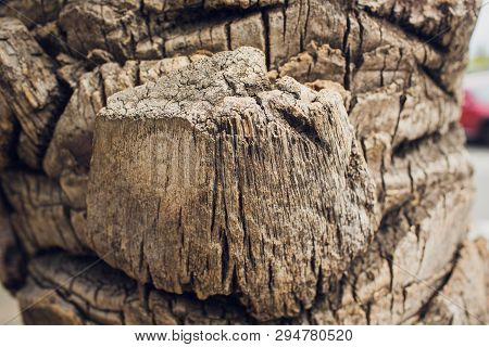 Closeup Of The Bark Of An Old Pine Tree.