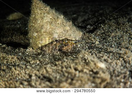 Bristled Hermit Crab In The Red Sea Colorful And Beautiful, Eilat Israel