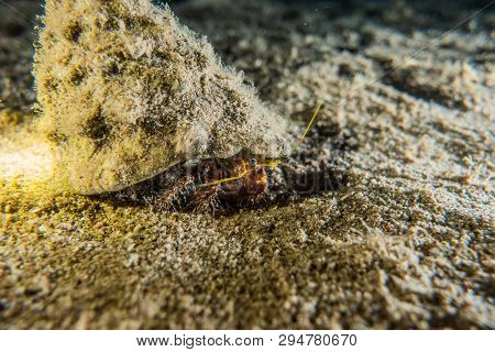 Bristled Hermit Crab In The Red Sea Colorful And Beautiful, Eilat Israel