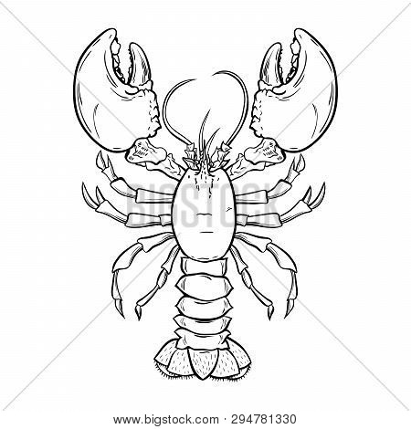 Lobster, Crayfish Hand Drawn Outline Illustration. Crawfish, Crustacean Ink Pen Sketch. Seafood Rest