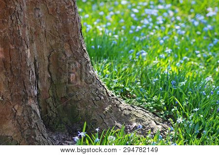 Blue Springtime Flowers Under A Tree In Sunlight, Floral Background