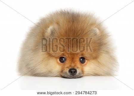 Pomeranian Spitz Puppy Lying Down On White Background. Close-up