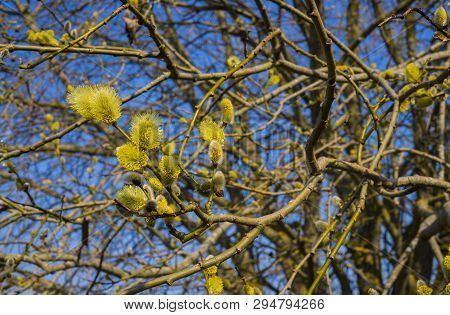 Willow Bush With Full-blown Male Pollen Earrings.