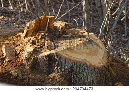 A Big Tree Stump With Saw Marks