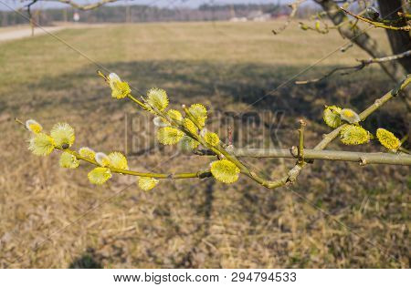 Willow Bush With Full-blown Male Pollen Earrings.