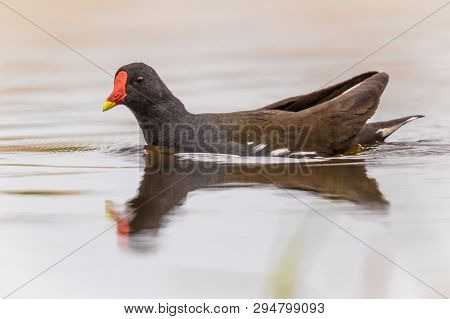 Common Moorhen (gallinula Chloropus) Bird Swimming In Reflecting Water Of Pond In Flanders Belgium. 