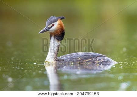 Great Crested Grebe (podiceps Cristatus) Water Bird Swimming In Water Of Lake And Looking At Camera