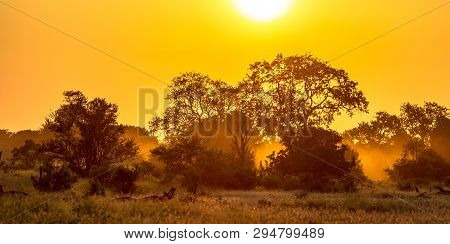 Savanna Tree And Bush Back Lit By Orange Morning Light On Famous S100 Road In Kruger National Park S