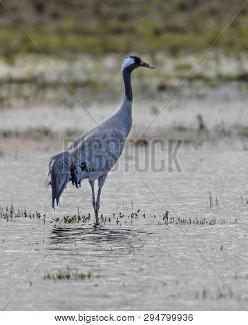 Eurasian Crane (grus Grus) In Shallow Water
