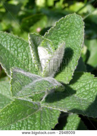 Menta