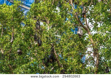 Cairns, Australia - February 17, 2019: Closeup Of Black And Brown Flying Foxes, Mega-bats, Hanging I