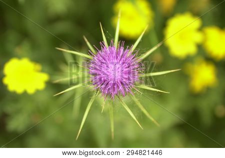 Amazing Flowers In The Botanical Gardens Of Israel Colorful And Beautiful