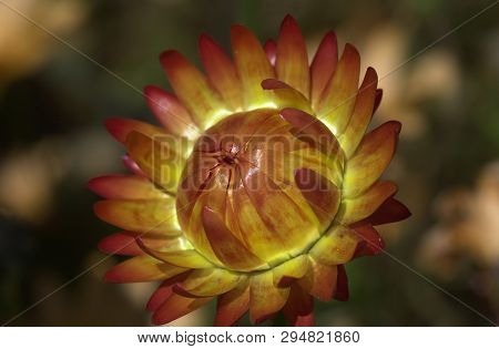 Amazing Flowers In The Botanical Gardens Of Israel Colorful And Beautiful