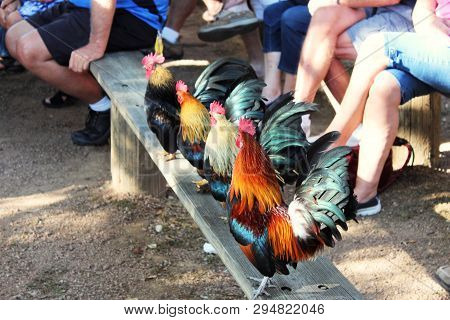 Four Roosters Standing At Attention In A Row On A Bench Near People In Luckenbach Texas