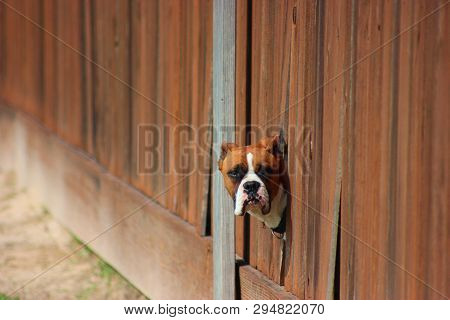 Boxer breed dog peeking head out of a hole in a wooden fence