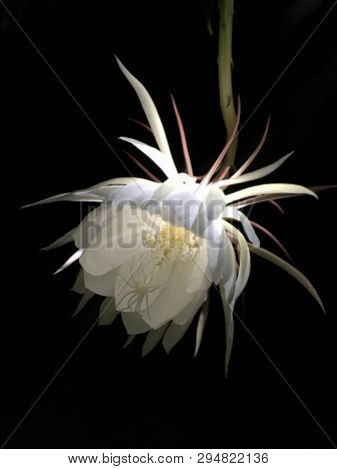Single White Flower On A Black Background. Night Blooming Epiphyllum Orchid Cactus.