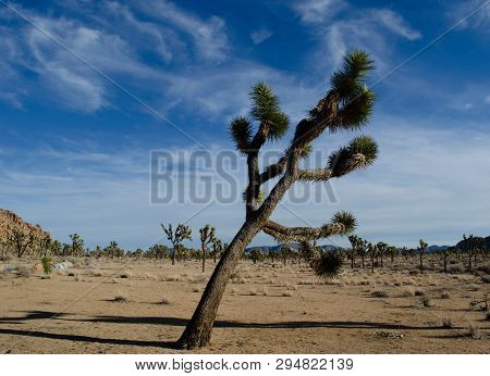 Joshua Tree With Blue Sky. Joshua Tree National Park. Desert Landscape With Sand, Rocks, And Trees. 