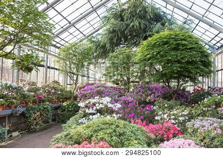 Flowering Of Colourful Azaleas And Evergreen Tropical Trees In Old Greenhouse Of St.petersburg Botan