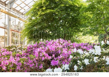 Flowering Of Colourful Azaleas And Evergreen Tropical Trees In Old Greenhouse Of St.petersburg Botan