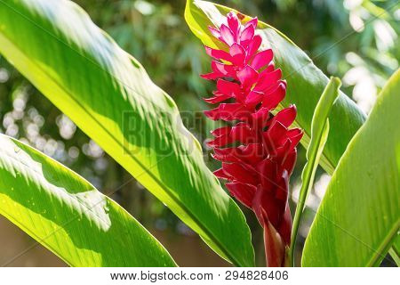 Beautiful Blossom Red Ginger Flower With Leaves On Nature Background. Alpinia Purpurata (vielle.) Sc