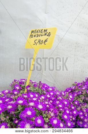 Succulent Purple Flowers Messem Pendulina