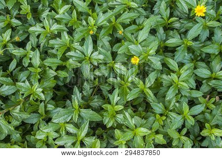 Melampodium Divaricatum, Green Leaves, Yellow Flowers, Suitable For Making Background Images