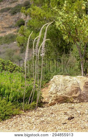 Amazing Flowers In The Botanical Gardens Of Israel Colorful And Beautiful