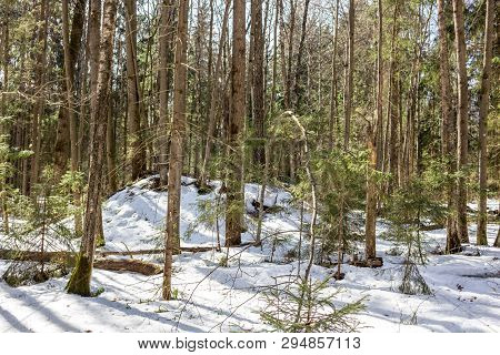 Ancient Baltic And Slavic Mounds In The Winter Forest