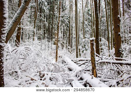 Snow Covered Forest In Winter, Inside Forest