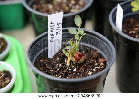 Peanut. Peanut plant. Peanut Plant sprouting and growing in a black plastic pot outdoors. 
