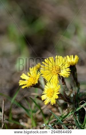 Coltsfoot Flowers (tussilago Farfara) In Spring Forest On A Sunny Day