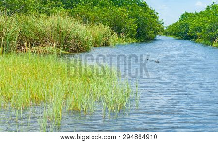 Florida Everglades, Narrow Waterway And Alligator Bordered With River Grass And Mangroves.