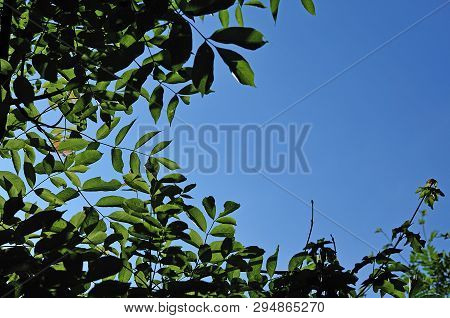Pinnate Compound Leaves Of An Ash Tree In Front Of Blue Sky In Springtime
