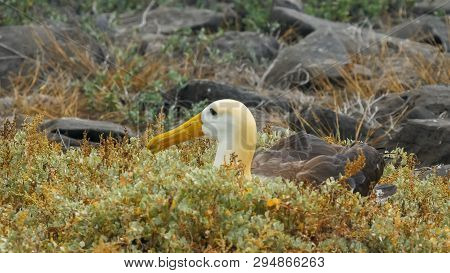 Close Up Of A Nesting Waved Albatross On Isla Espanola In The Galapagos