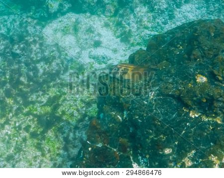 Panamic Fanged Blenny At Isla Bartolome In The Galapagos