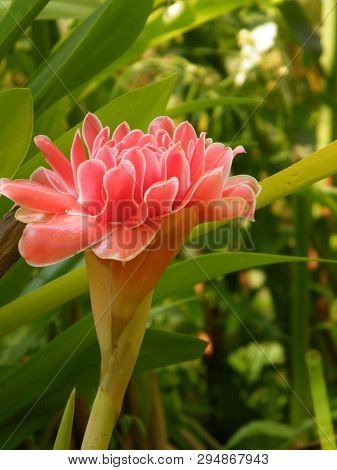 Flowers In Botanical Gardens Of India, Colorful And Beautiful