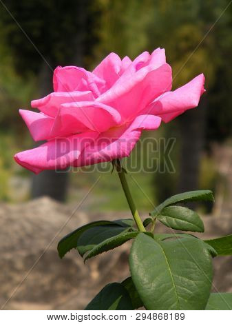 Flowers In Botanical Gardens Of India, Colorful And Beautiful