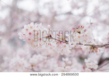 Detailed Clear View Of A Cherry Blossom Group Of Flowers In Japan
