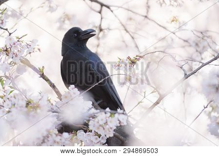 Raven Bird Perching And The Cherry Blossom Trees And Flowers Sakura In Tokyo.
