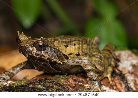 Macro Image Of A Huge Horned Frog From Borneo - Megophrys Kobayashii