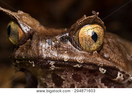 Macro Image Of A Huge Horned Frog From Borneo - Megophrys Kobayashii
