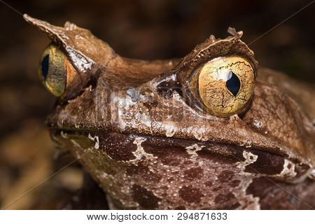 Macro Image Of A Huge Horned Frog From Borneo - Megophrys Kobayashii
